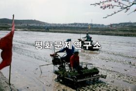 숙천군 숙천벌의 모내기