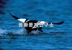 굴포리 흰뺨오리