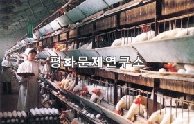 평성시 평성닭공장