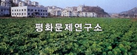 용진동 채소밭