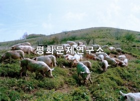 주포리 돼지방목