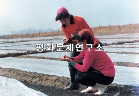 석다리 냉상모판 관리