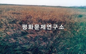 풍정리 보리밭