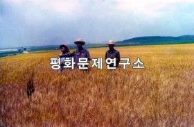 함종리 밀밭