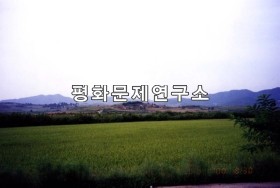 원화리 논벌