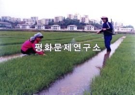원화리 논벌