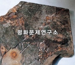 백토동 조선시조새화석