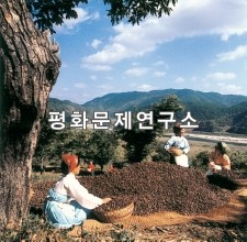 독장리 밤 수확