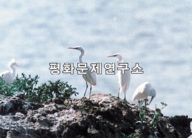 운종리 납도애기백로