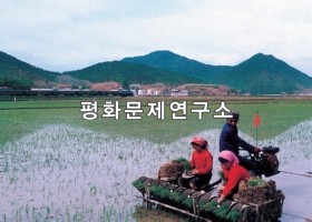 운하리 모내기