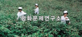 운전군 목화솜 생산