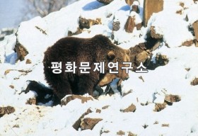 용림큰곰(천연기념물 제124호)