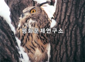 수리부엉이