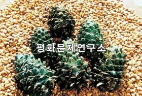 잣송이