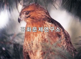 저광이