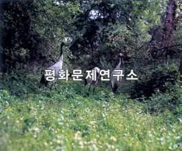 원촌리 용연두루미