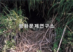 원촌리 용연두루미새끼