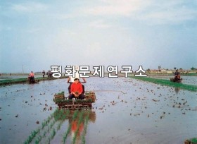 봉암리 모내기
