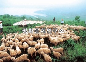 동산리 양과 염소 방목