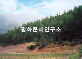 신금리 잎갈나무림