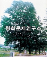 원산튜울립나무(천연기념물 제197호)