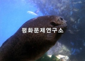 안변앞바다 바위섬주변 우레기