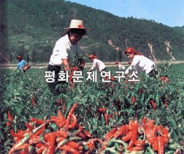 삼기리 고추수확