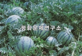 여호리 수박밭