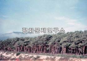 송정리 방풍림