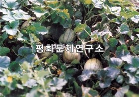 장축리 참외밭