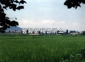 상중리 논벌