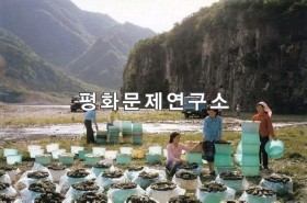금창리 산나물 채취