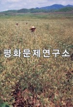 황곡리 황기밭