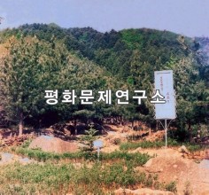 황명리 잣나무숲과 도라지밭