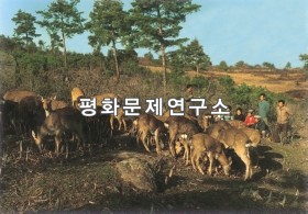 사리사슴목장