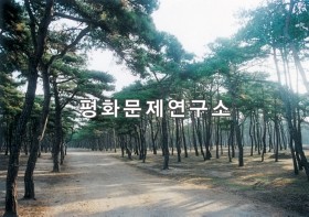 용원리 솔밭