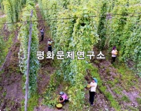 의화리 호프수확