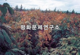 관평리 오갈피밭