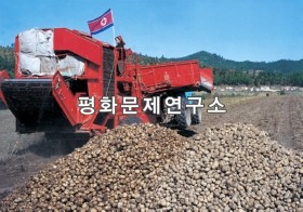 양강도 홍암농장감자수확