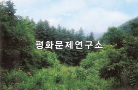 맹산흑송림(천연기념물 제53호)