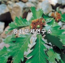 신전리 오미자열매