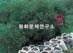 와인리 기름밤나무