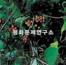 산나무열매