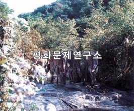 지남리 큰절골 사슴떼