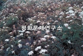 동평리 천궁밭