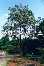 우암산벗나무(우암산벚나무)