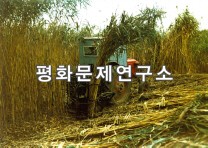 용천군 비단섬 갈수확