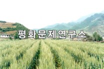 신풍리 밀보리밭