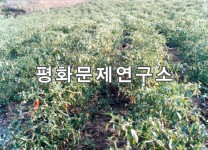 창도군 고추밭
