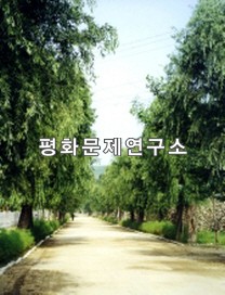 경흥읍 가로수길